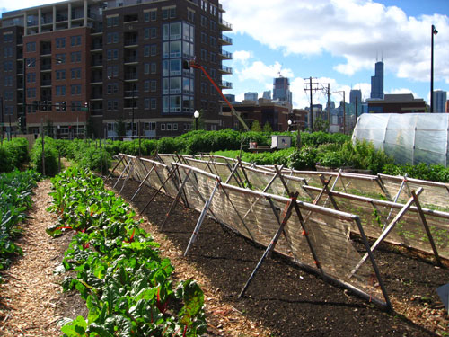 Image of City Farm in Chicago by Linda N. on Flikr, http://www.flickr.com/photos/22748341@N00/2737299930/